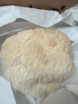 Fresh Lions Mane (8 oz box) * Local Delivery Only Spruce Creek Mushrooms