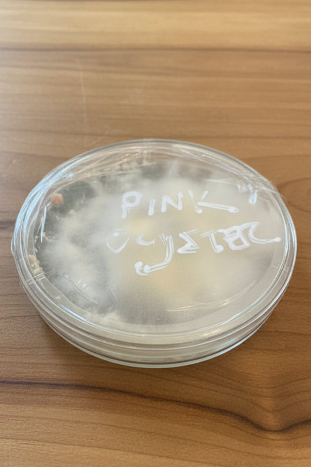 Pink Oyster Mushroom Colonized Research Plate Spruce Creek Mushrooms