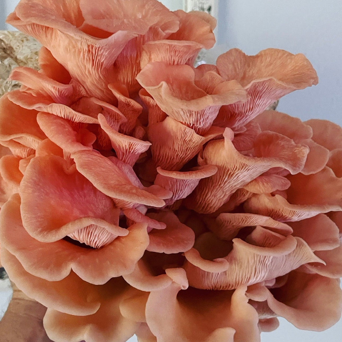 Pink Oyster LC (Liquid Culture) Spruce Creek Mushrooms