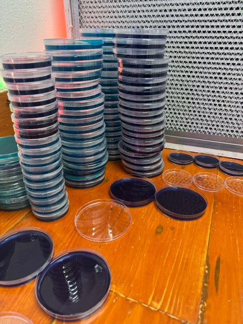 Agar Plates 10 pack - Poured, Sterilized, ready to go Spruce Creek Mushrooms