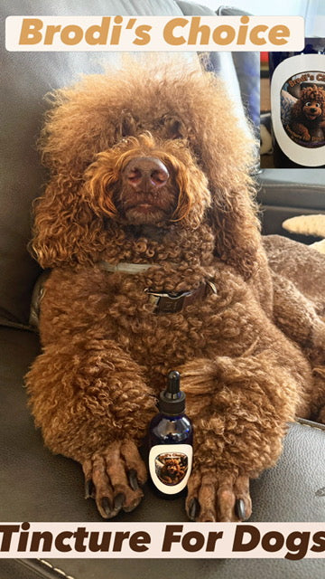 Dog Mushroom Tincture "Brodi's Choice"– Reishi & Turkey Tail (Immunity, Anti-Anxiety, Joint Support) Spruce Creek Mushrooms